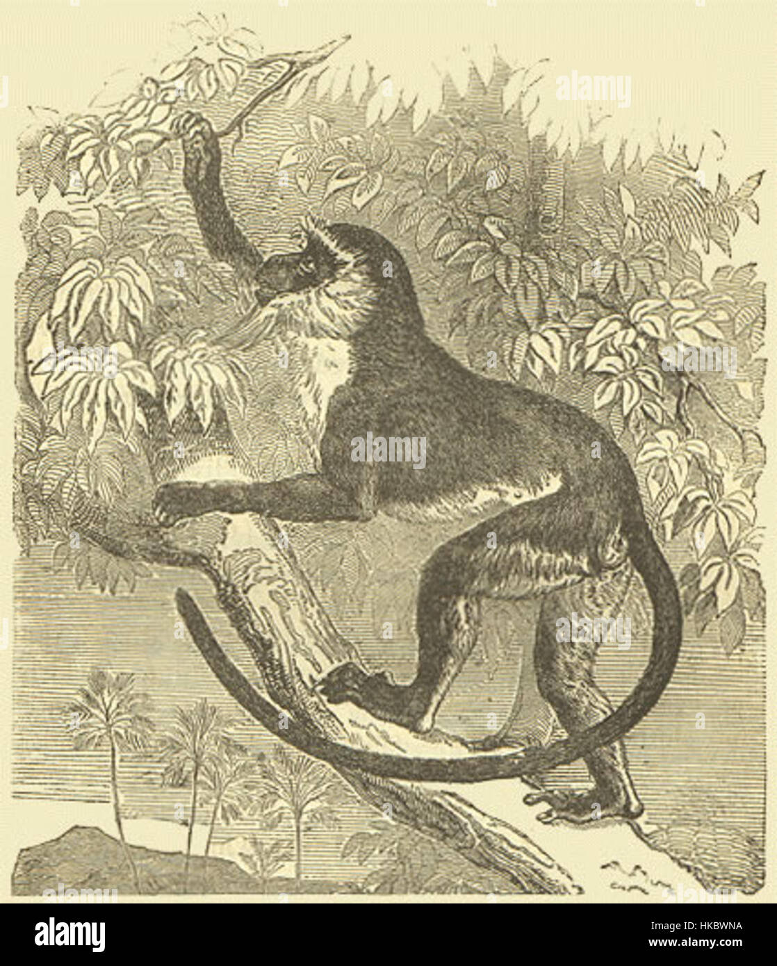 Questo dipinto del XIX secolo raffigura una scimmia Diana, una specie originaria dell'Africa occidentale, e fa parte dello studio di Darwin sui primati. Il lavoro dettagliato cattura le caratteristiche della scimmia con accuratezza scientifica, contribuendo allo studio della biologia evolutiva. Foto Stock