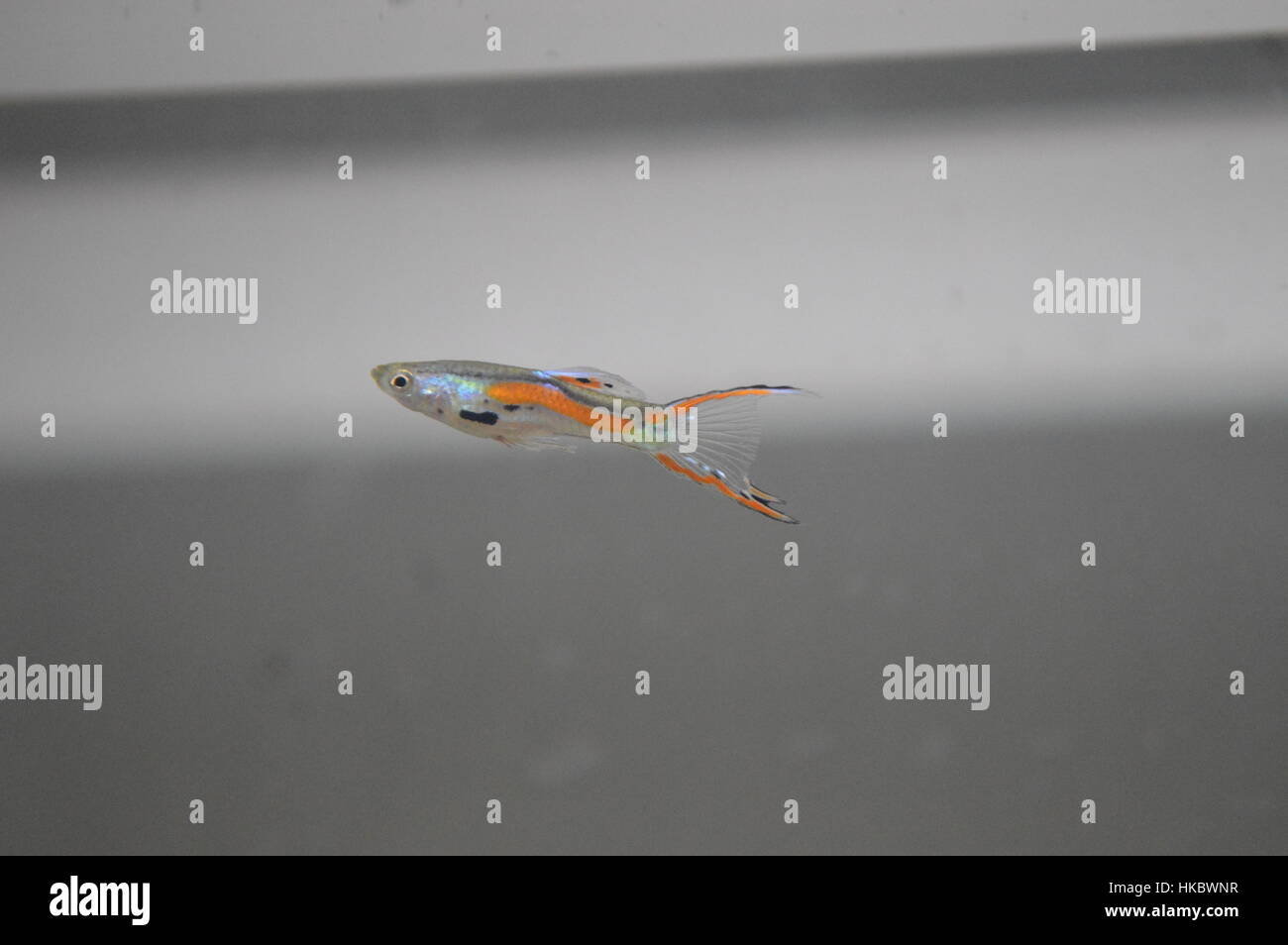 Endler pesce Foto Stock
