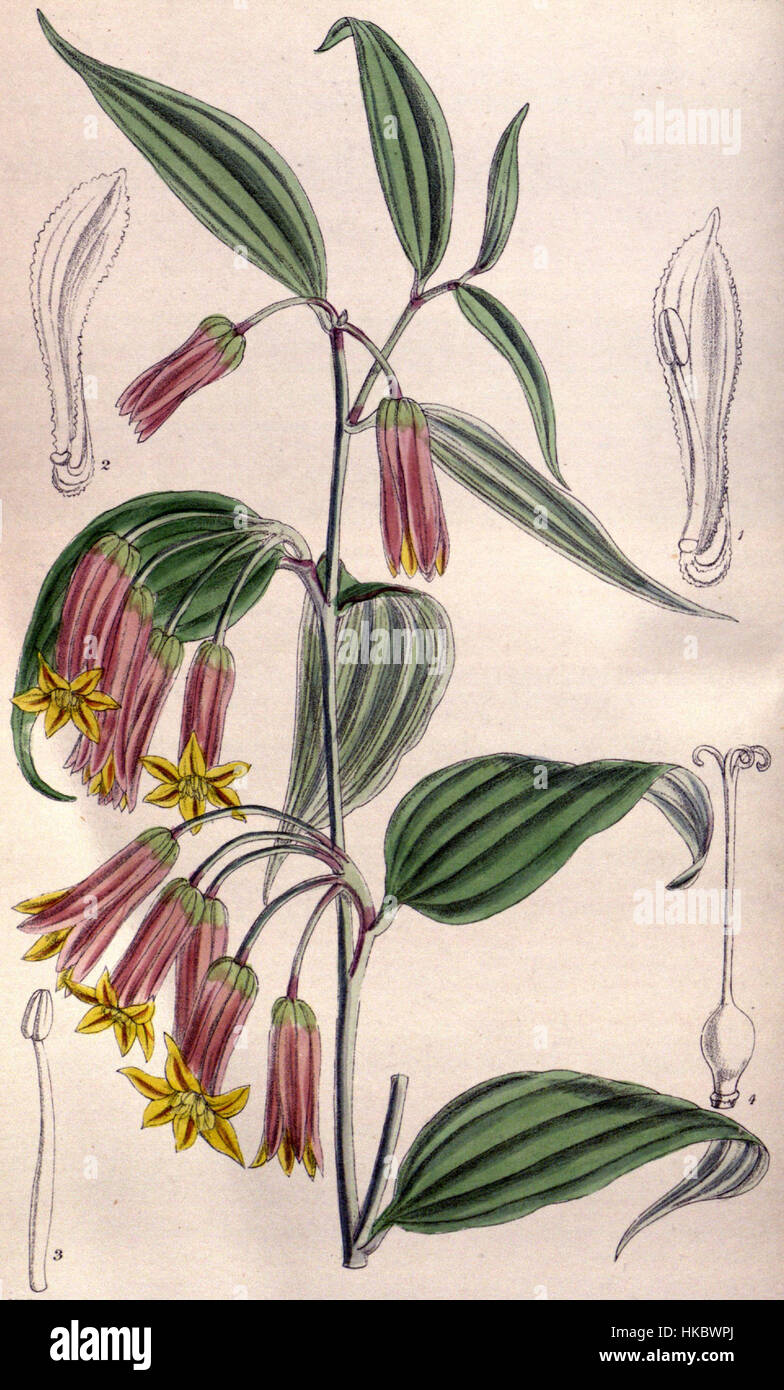L'illustrazione botanica di Disporum cantoniense dalla rivista botanica di Curtis raffigura questa specie di pianta in fiore originaria dell'Asia orientale. L'opera d'arte dettagliata mostra le sue foglie uniche e i delicati fiori. Foto Stock L'illustrazione botanica di Disporum cantoniense dalla rivista botanica di Curtis raffigura questa specie di pianta in fiore originaria dell'Asia orientale. L'opera d'arte dettagliata mostra le sue foglie uniche e i delicati fiori. Foto Stock
