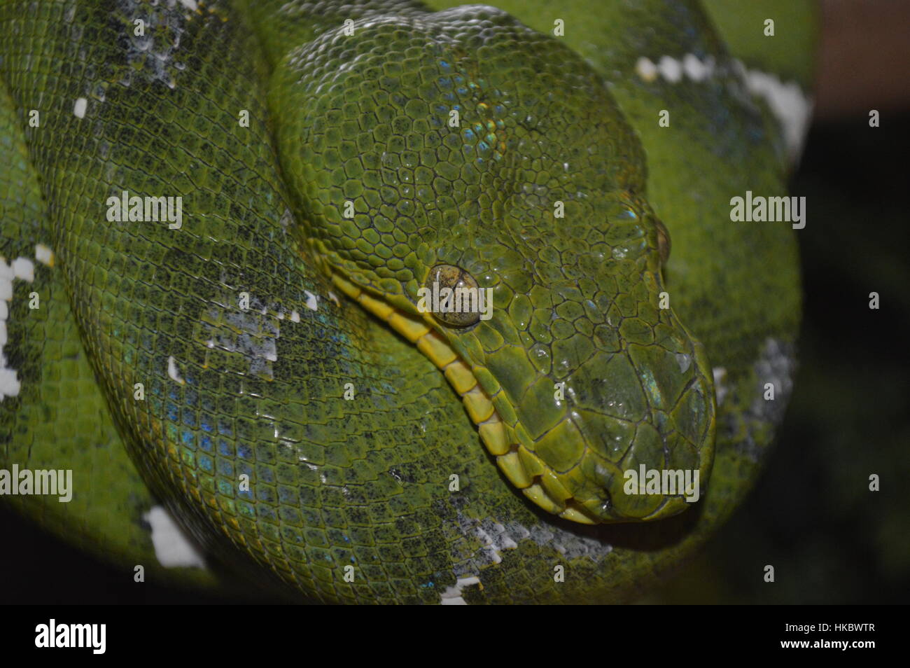 Emerald Tree Boa Foto Stock