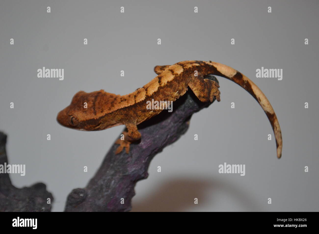 Crested Gecko (Correlophus ciliatus) Foto Stock