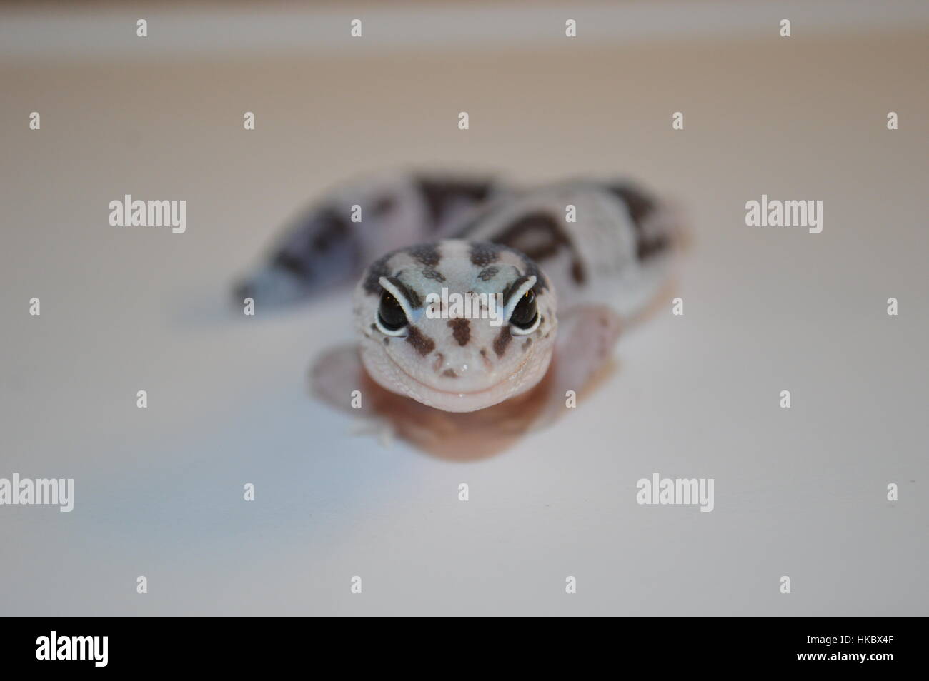 Striped Oreo African Fat Tailed Gecko (Hemitheconyx caudicinctus) Foto Stock