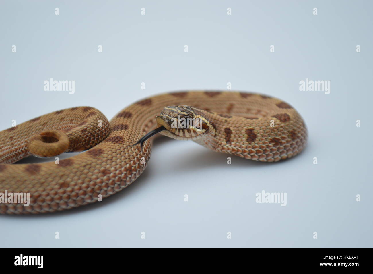 Albino Western Hognose Snake Foto Stock