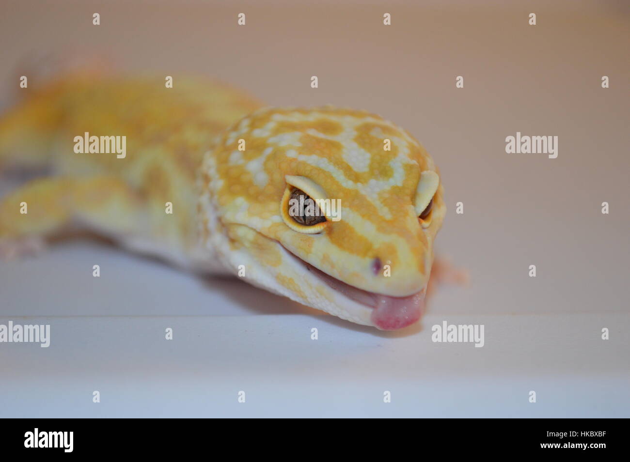 L'acqua piovana Albino Striped Leopard Gecko (Piove Redstripe, Eublepharis macularis) Foto Stock