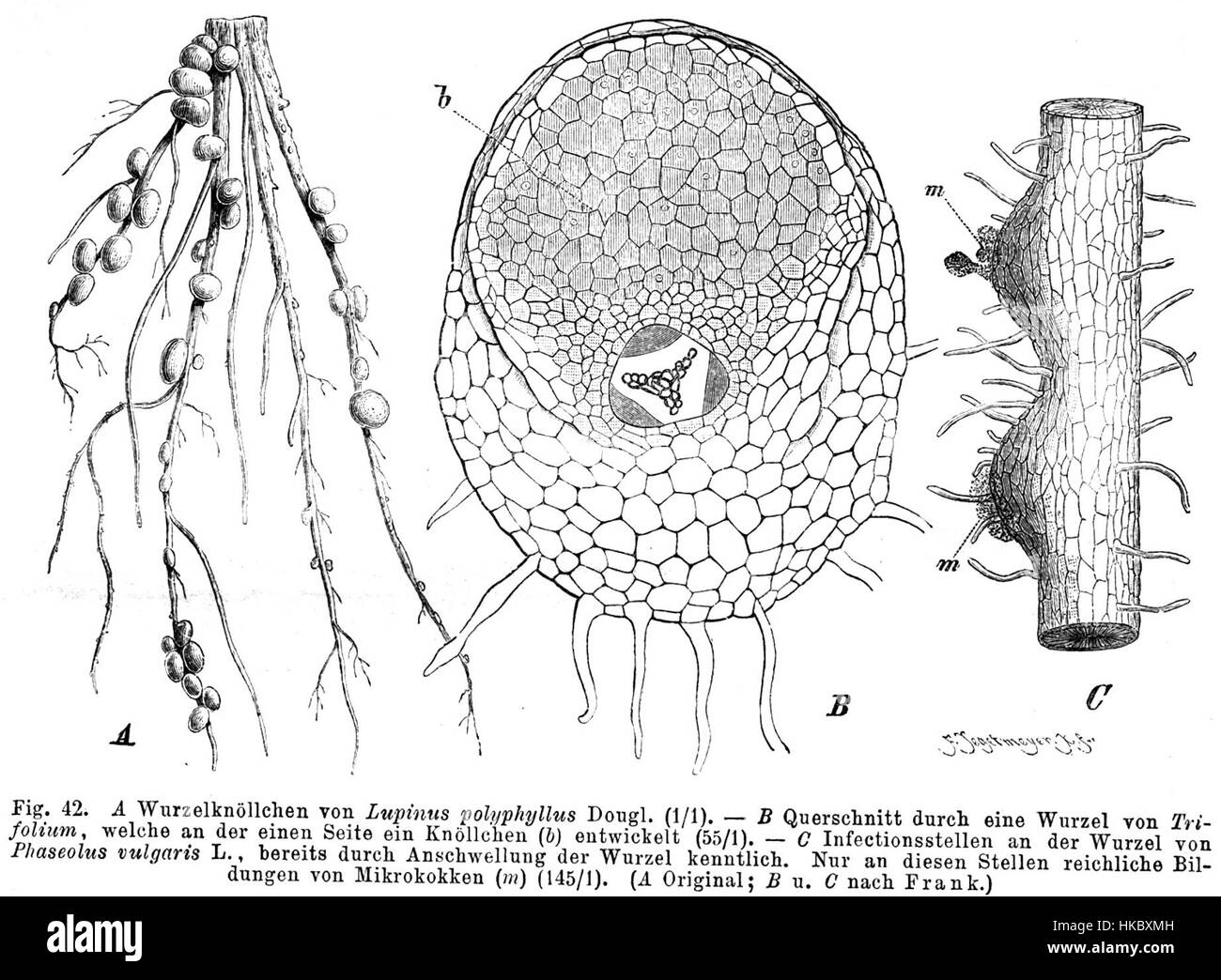 I noduli di radice Faboideae, come quelli della varietà Taub42, svolgono un ruolo fondamentale nella fissazione dell'azoto nelle piante. Questo processo biologico favorisce la salute del suolo e favorisce la crescita delle piante, in particolare nelle specie leguminose. Foto Stock