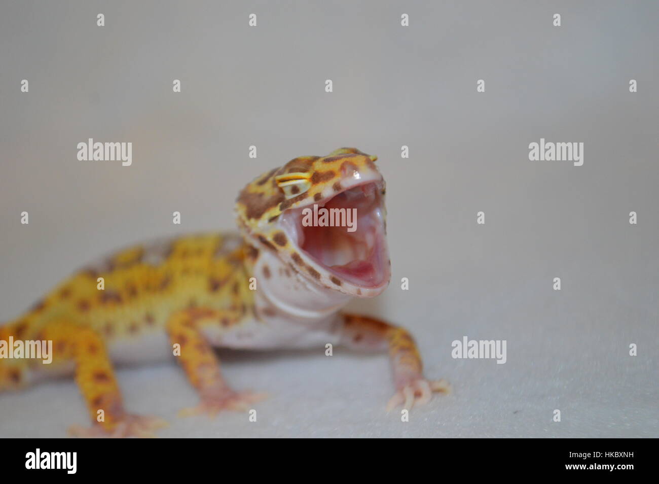 Bell Albino Leopard Gecko (Eublepharis macularis) Foto Stock