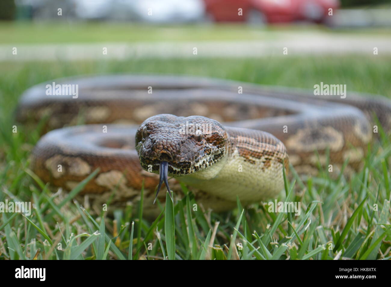 Boa di Dumeril Foto Stock
