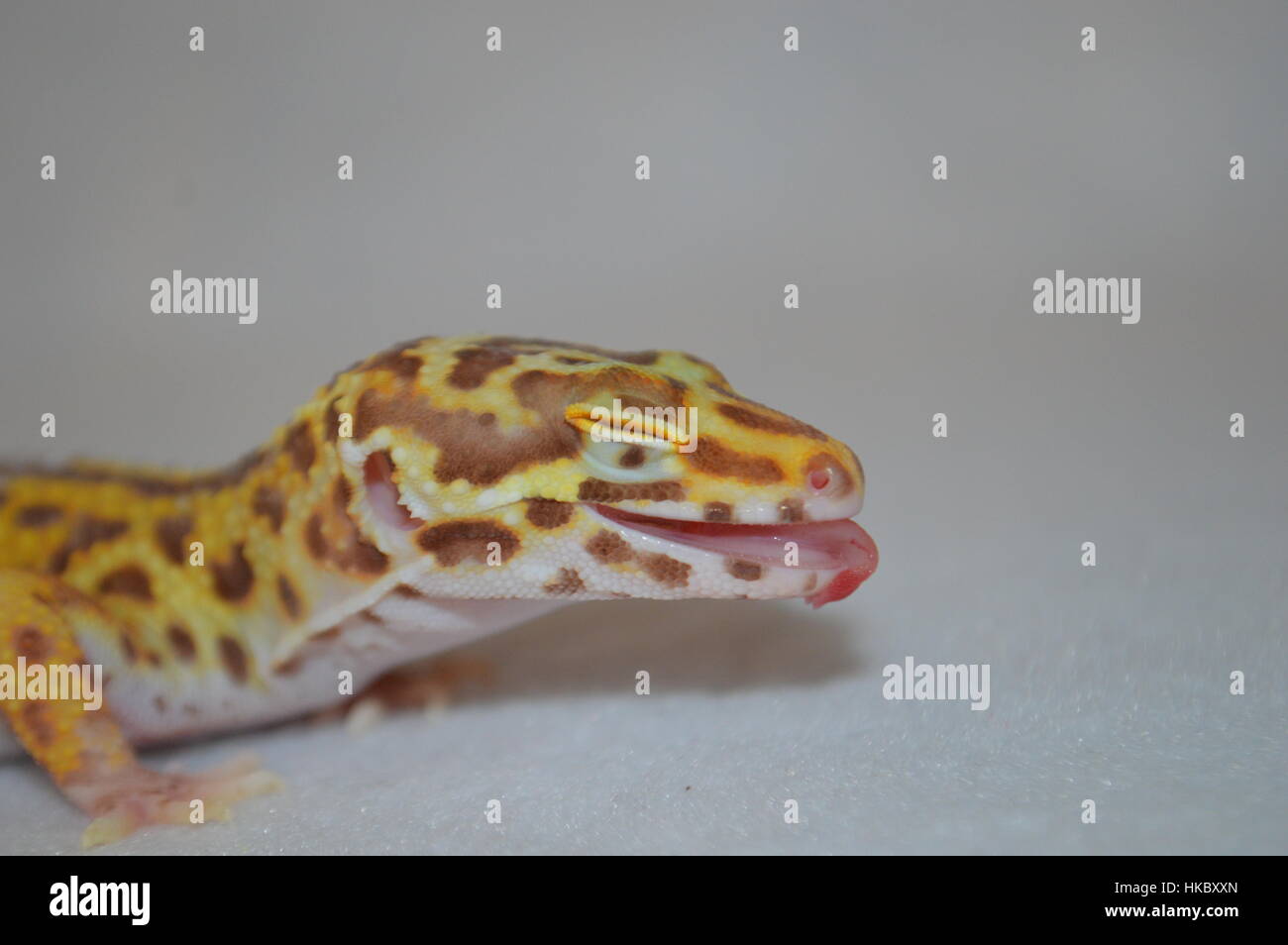 Bell Albino Leopard Gecko (Eublepharis macularis) Foto Stock