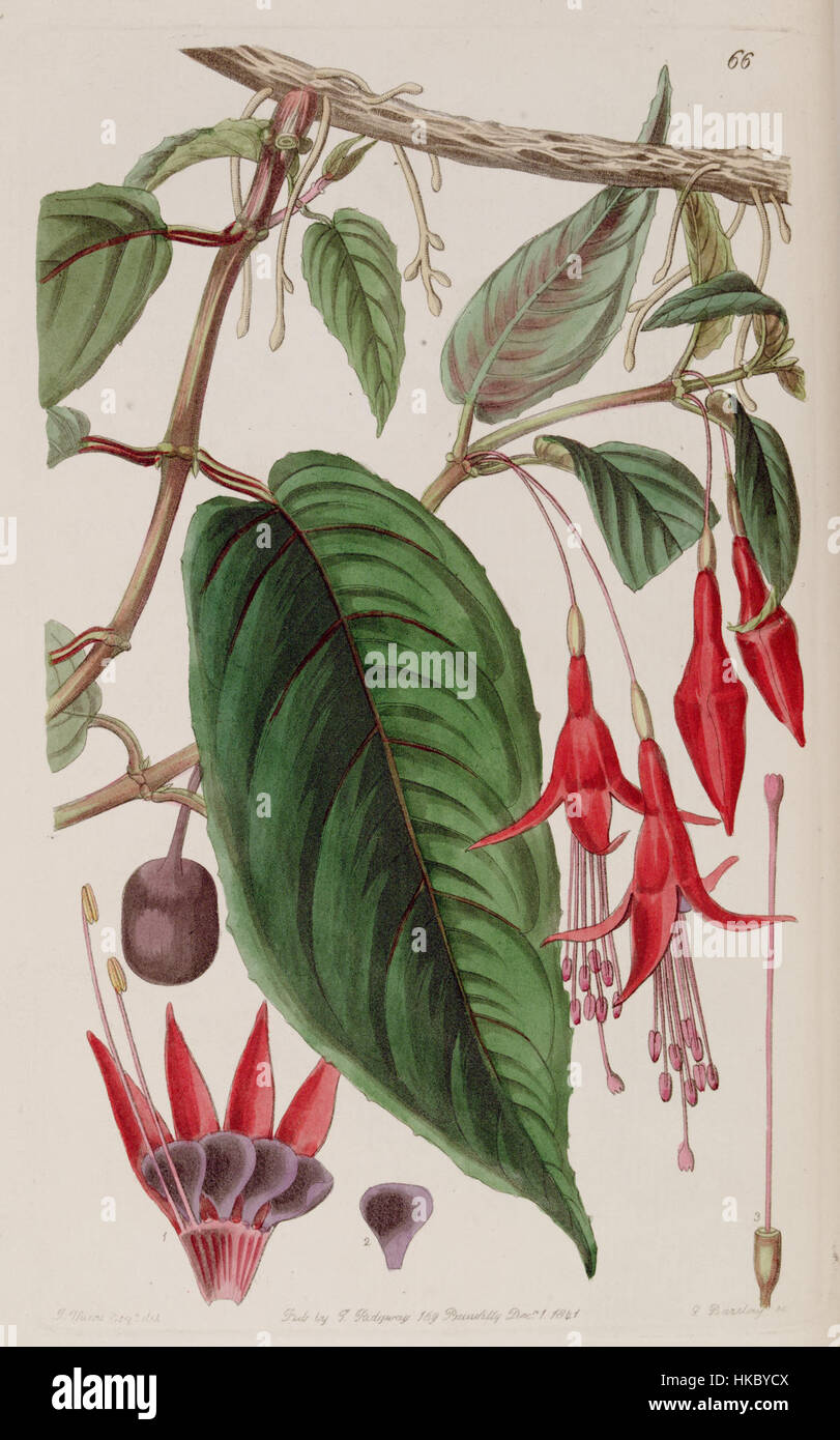 Fucsia regia subsp. La serrae, precedentemente nota come F. radicans, è una pianta ornamentale in fiore raffigurata in questa illustrazione botanica del 1841. La pianta è nota per i suoi colori vivaci e faceva parte delle prime ricerche botaniche nel XIX secolo. Foto Stock