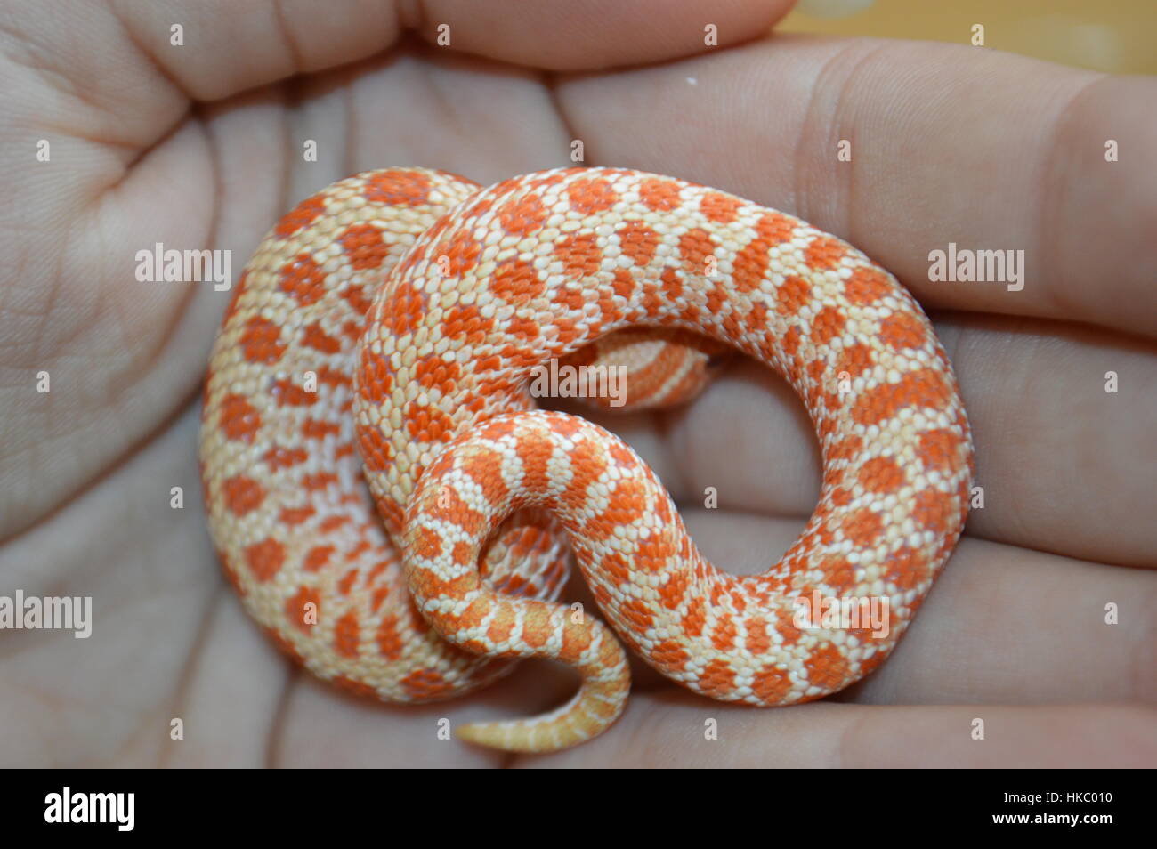 Albino Western Hognose Snake Foto Stock