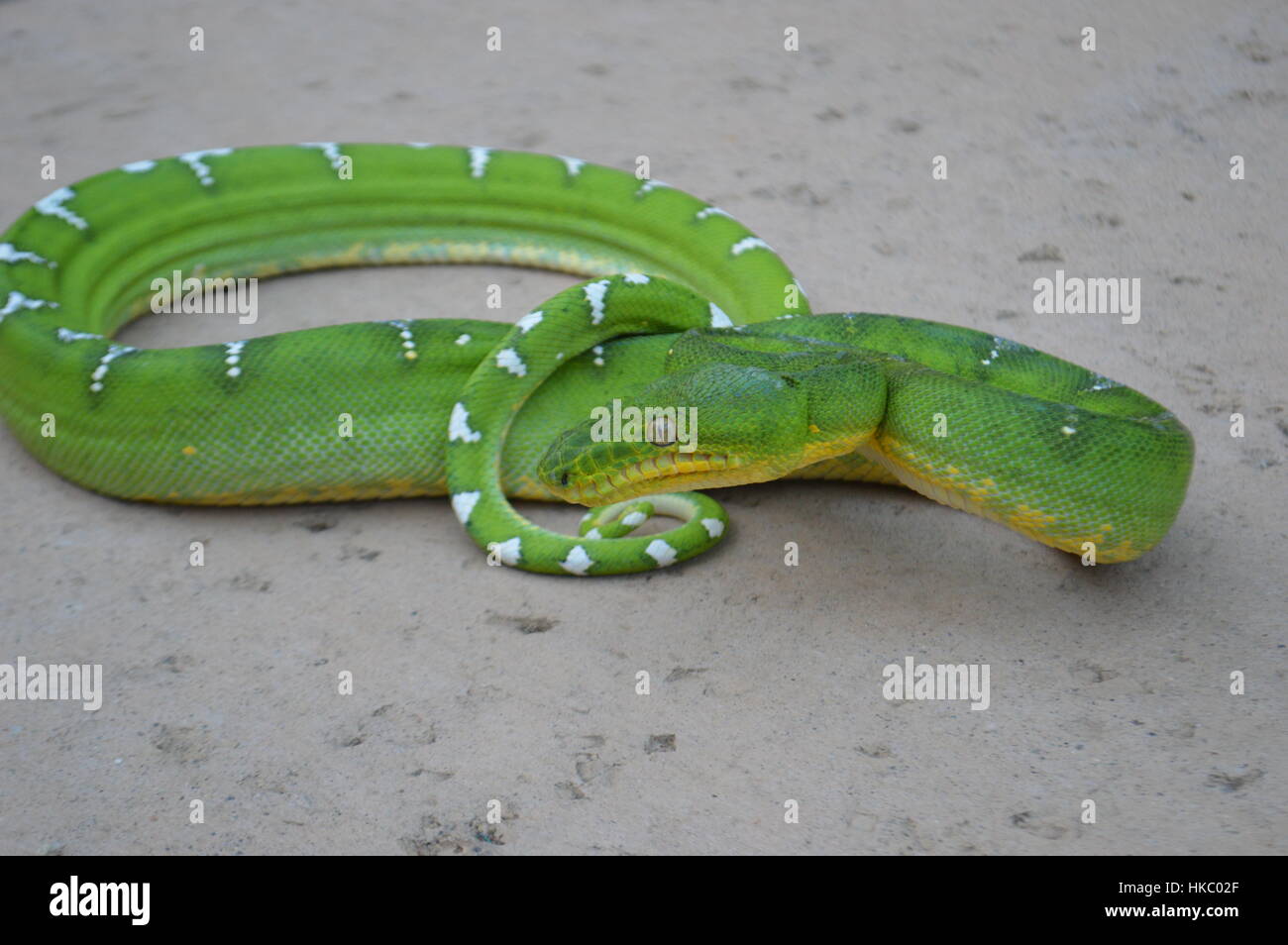 Emerald Tree Boa Foto Stock