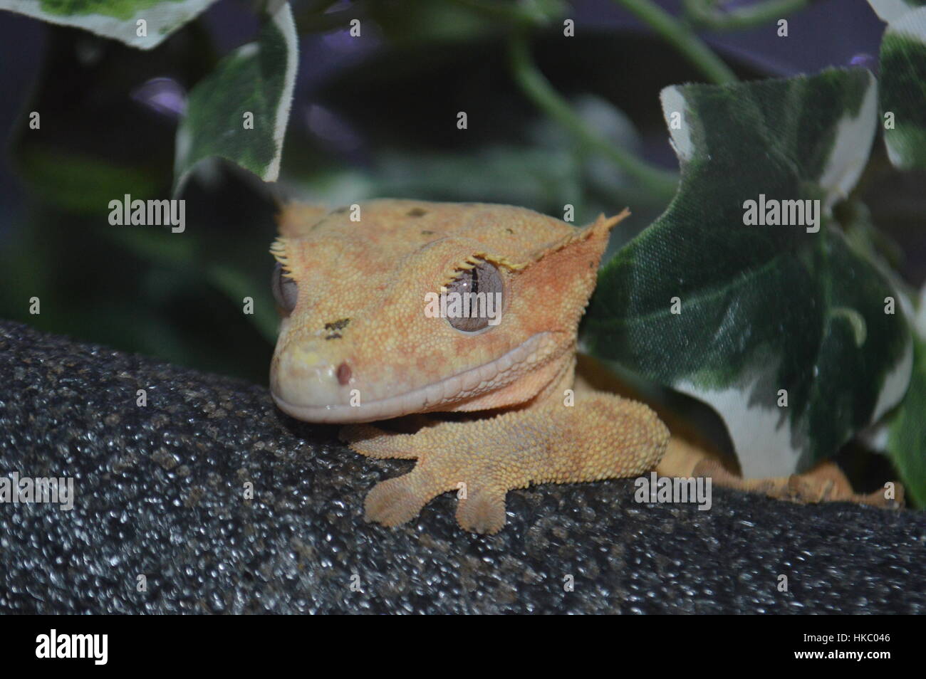 Crested Gecko (Correlophus ciliatus) Foto Stock