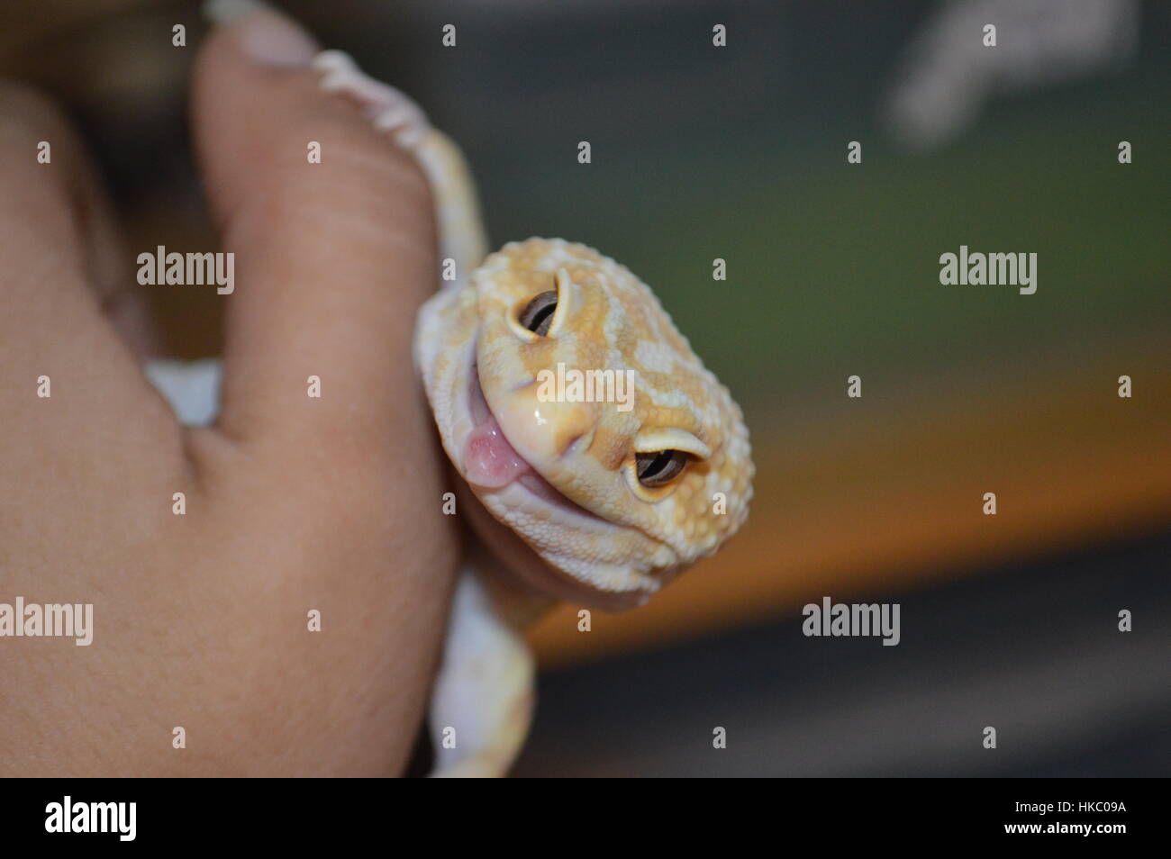 L'acqua piovana Albino Striped Leopard Gecko (Piove Redstripe, Eublepharis macularis) Foto Stock