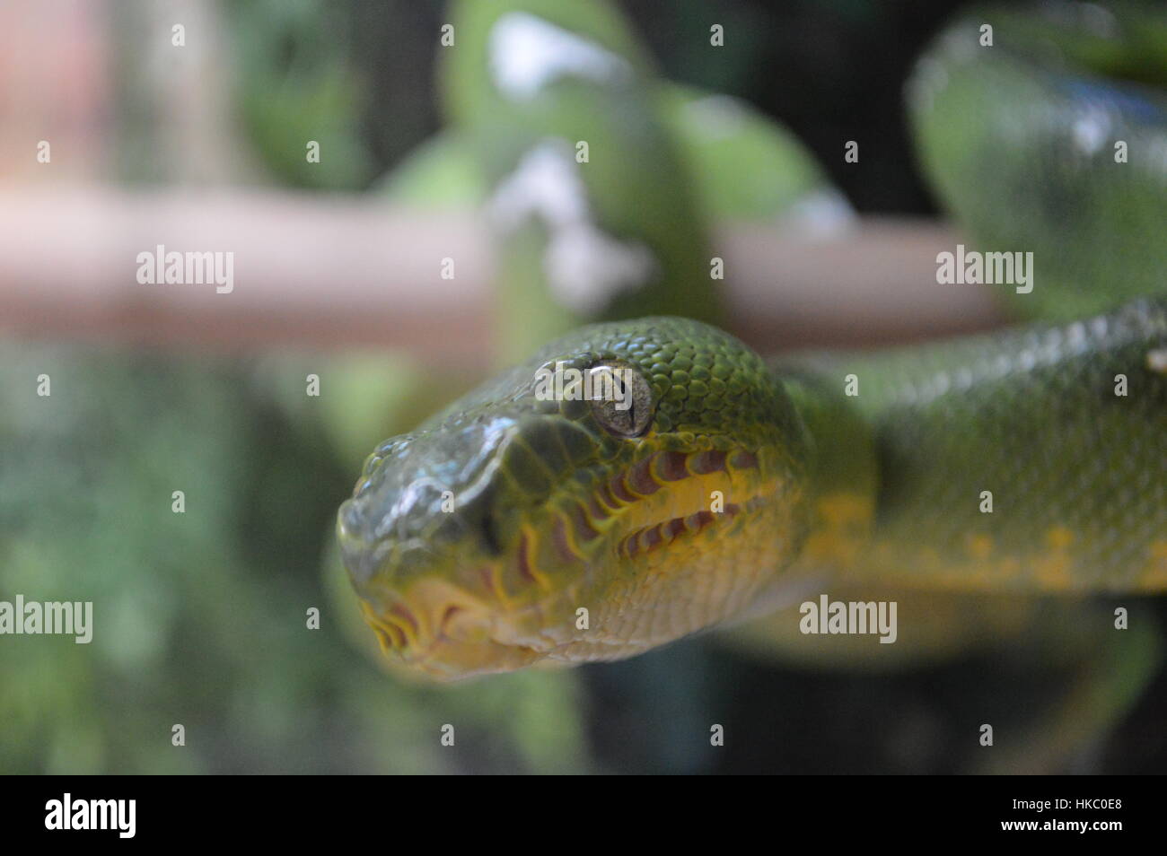 Emerald Tree Boa Foto Stock