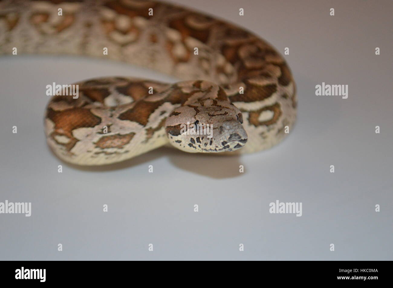 Boa di Dumeril Foto Stock