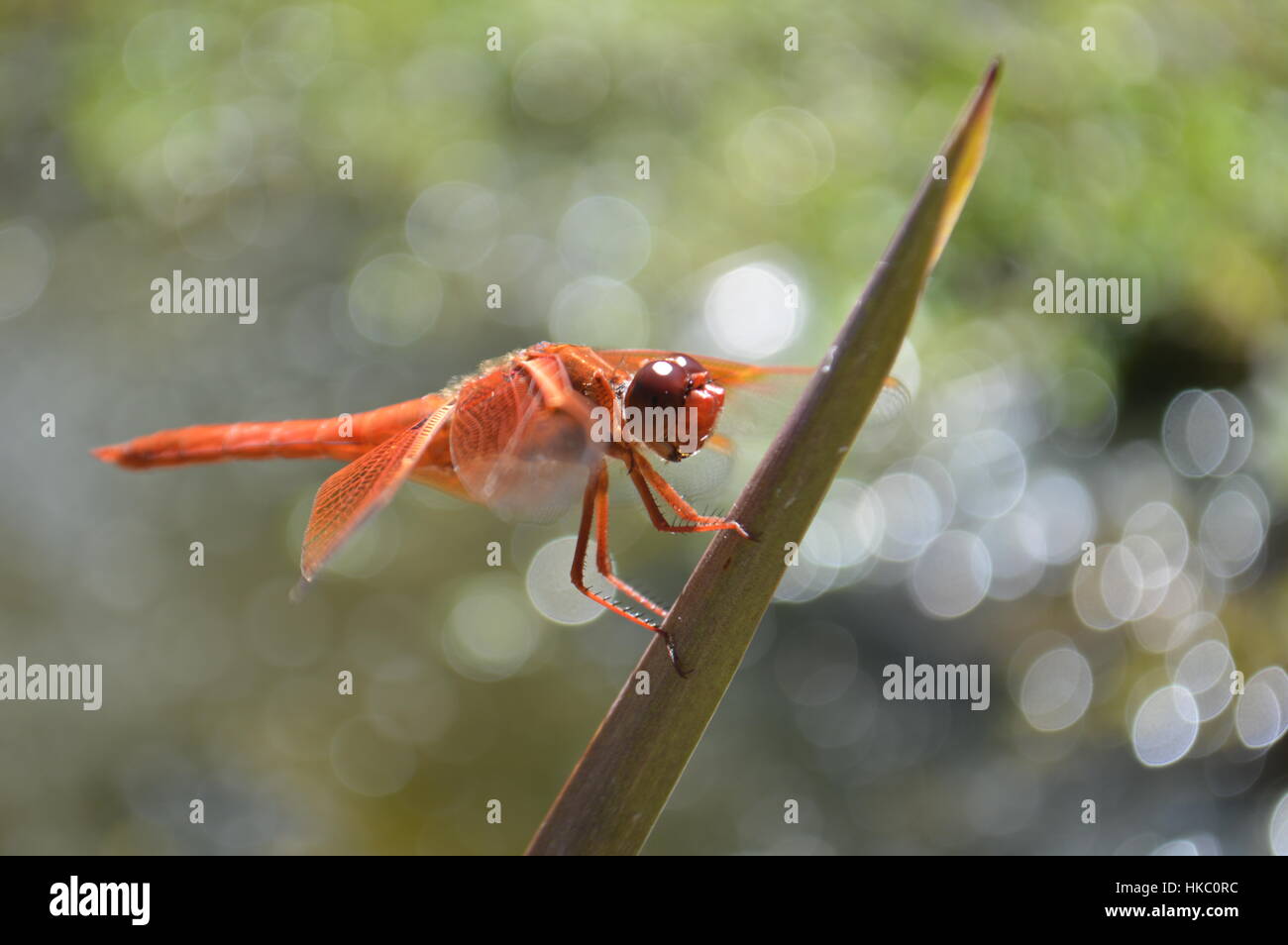 Dragon Fly Foto Stock