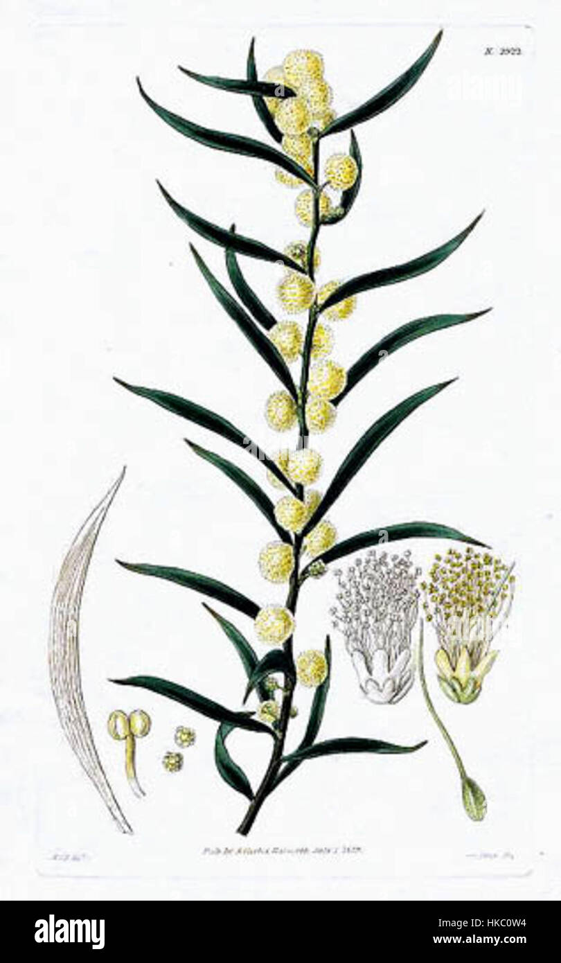 Il dipinto "Hook Acacia Lanigera" raffigura uno studio dettagliato della pianta dell'Acacia, sottolineando le caratteristiche distintive dei suoi rami a uncino. L'opera mostra l'abilità dell'artista nell'illustrazione botanica. Foto Stock