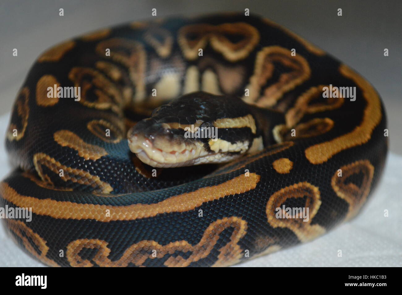 Nero pastello Python a sfera Foto Stock