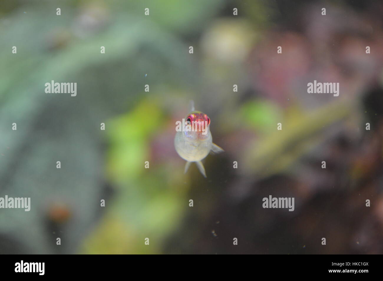 Rummynose Tetra Foto Stock