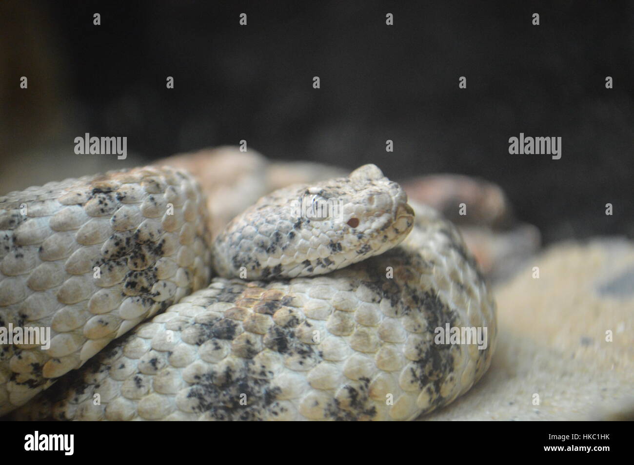 Chiazzato Rattlesnake Foto Stock