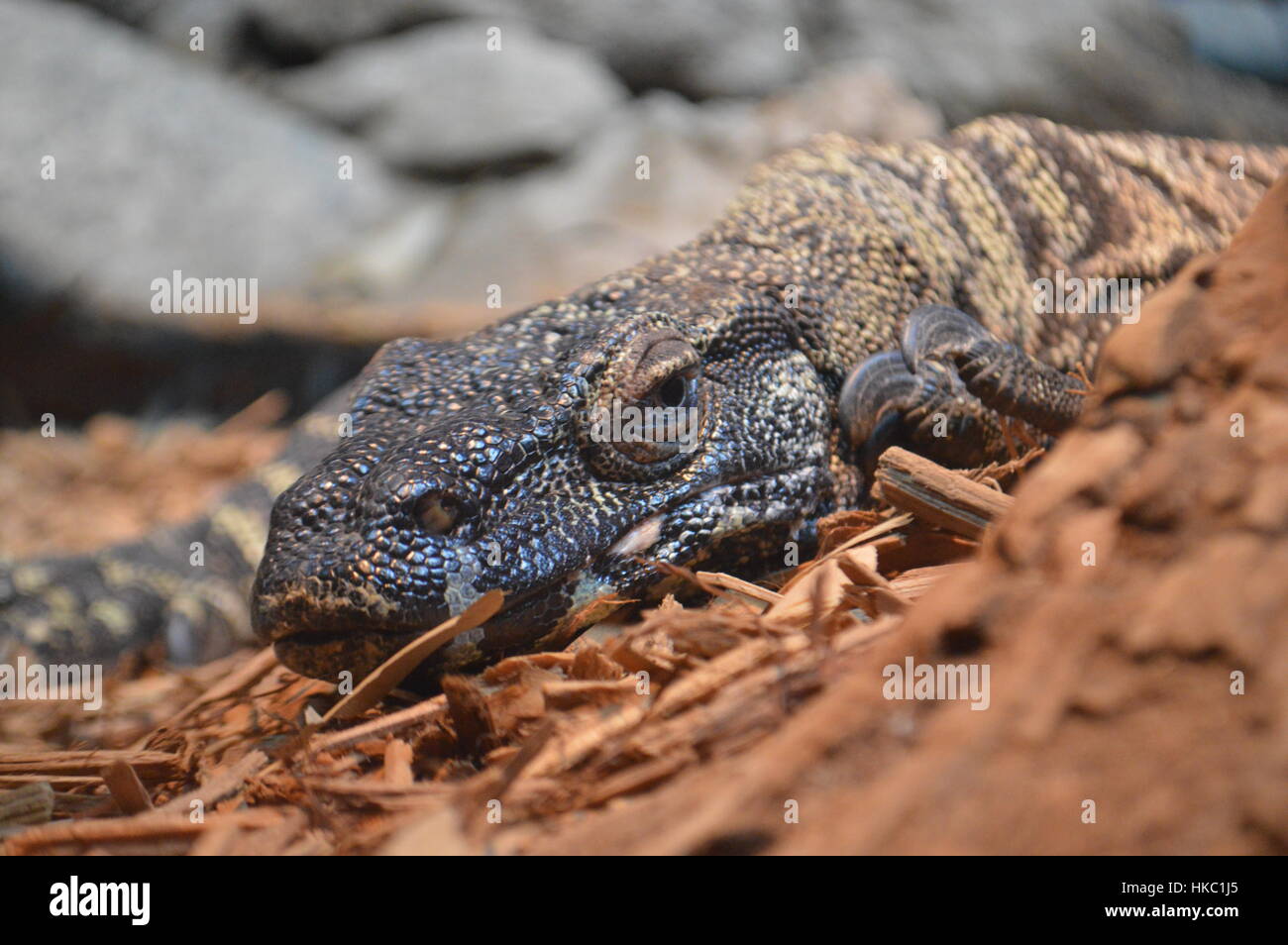 Pizzo lucertola Monitor Foto Stock
