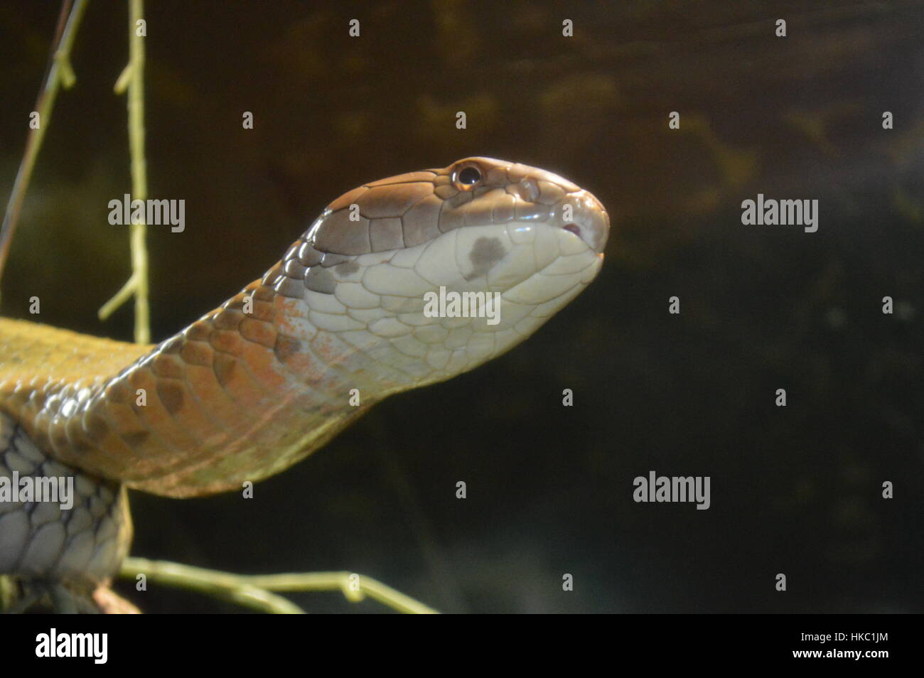 King Cobra Foto Stock