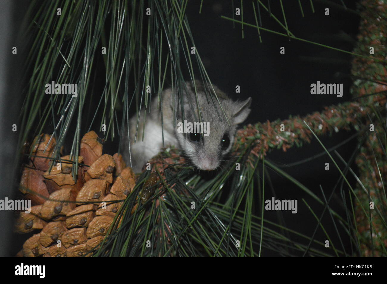 Ghiro Foto Stock