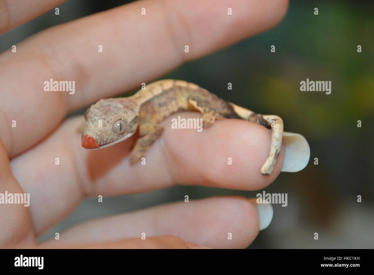 Crested Gecko (Correlophus ciliatus) Foto Stock