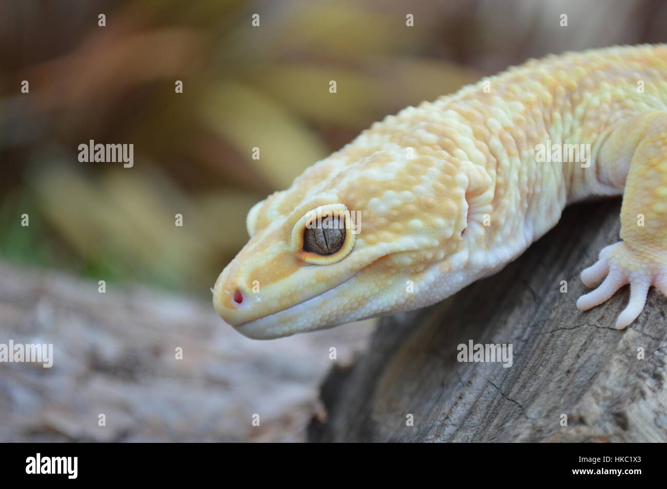 L'acqua piovana Albino Striped Leopard Gecko (Piove Redstripe, Eublepharis macularis) Foto Stock