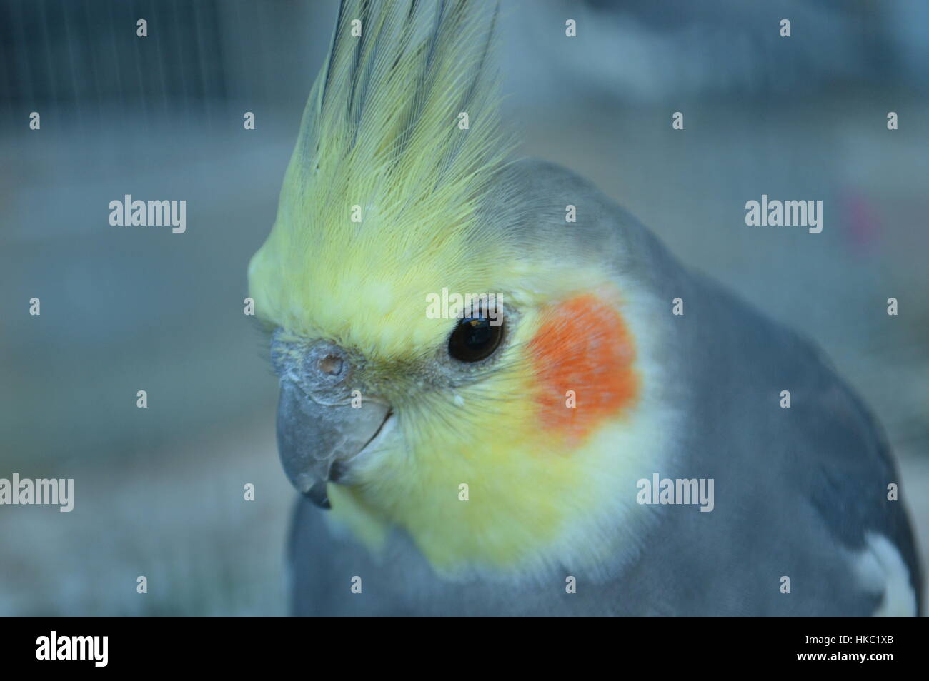 Cockatiel Foto Stock