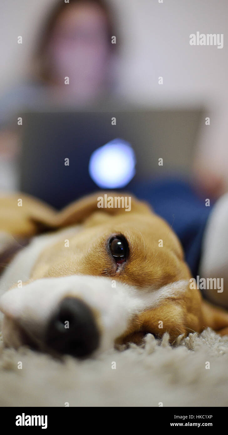 Ravvicinata di un cane beagle cercando nella fotocamera Foto Stock
