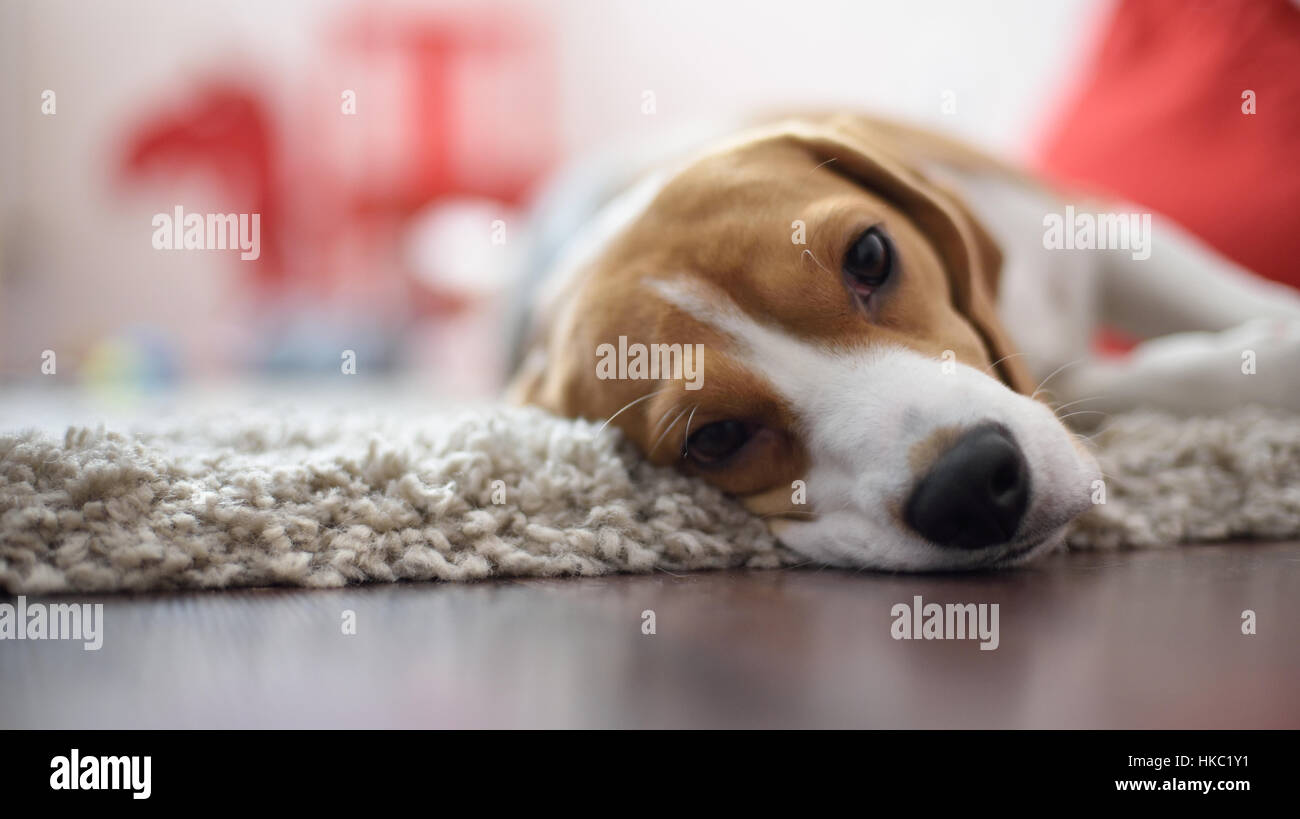 Close up del beagle cercando nella fotocamera Foto Stock