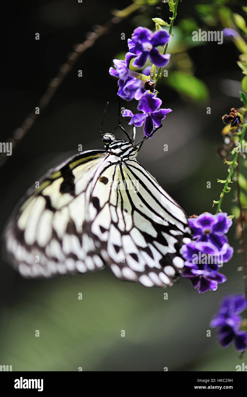 Close up stupenda farfalla sul fiore Foto Stock
