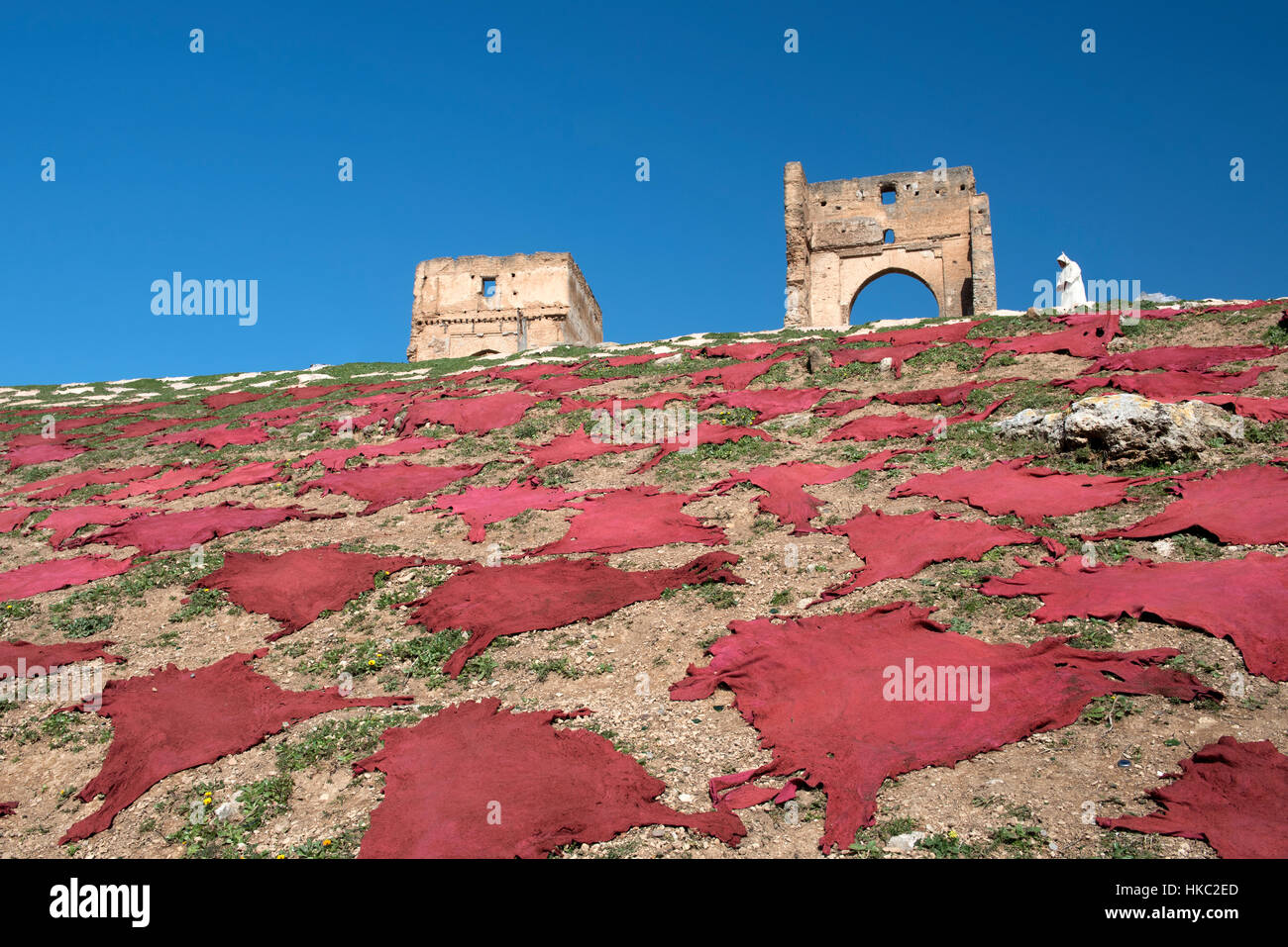 Essiccazione pelli di pecora Marinid colline tombe Fes Marocco Foto Stock