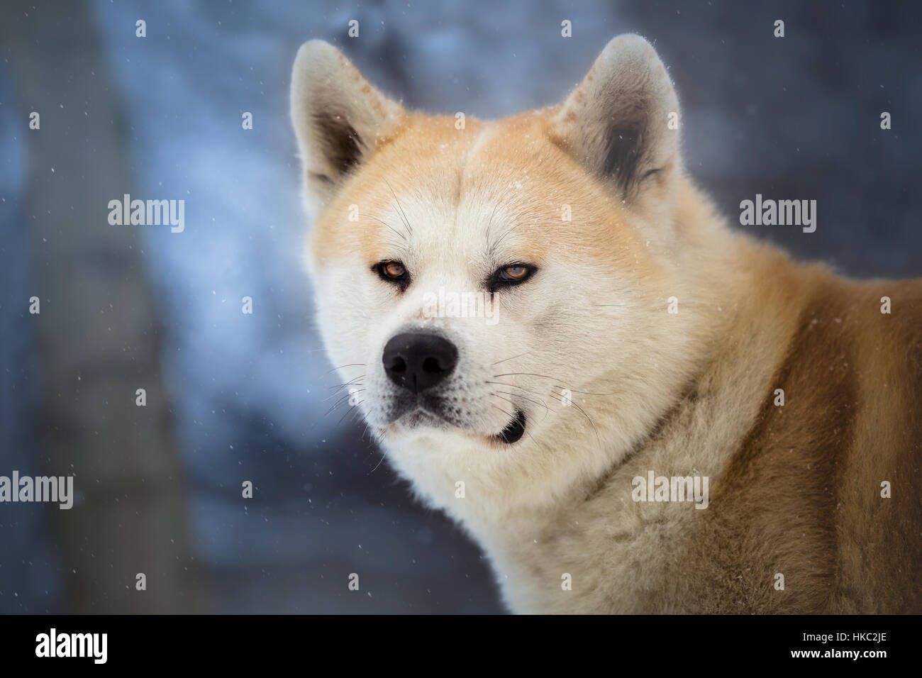 Hachiko - Cane giapponese Akita Inu nel bosco invernale Foto stock - Alamy