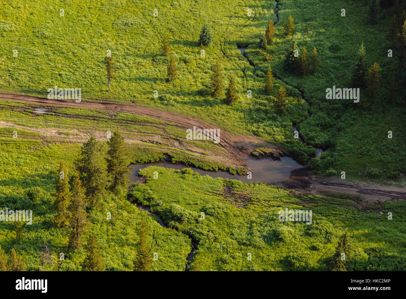 Pedemontana-logging-alberta Foto Stock