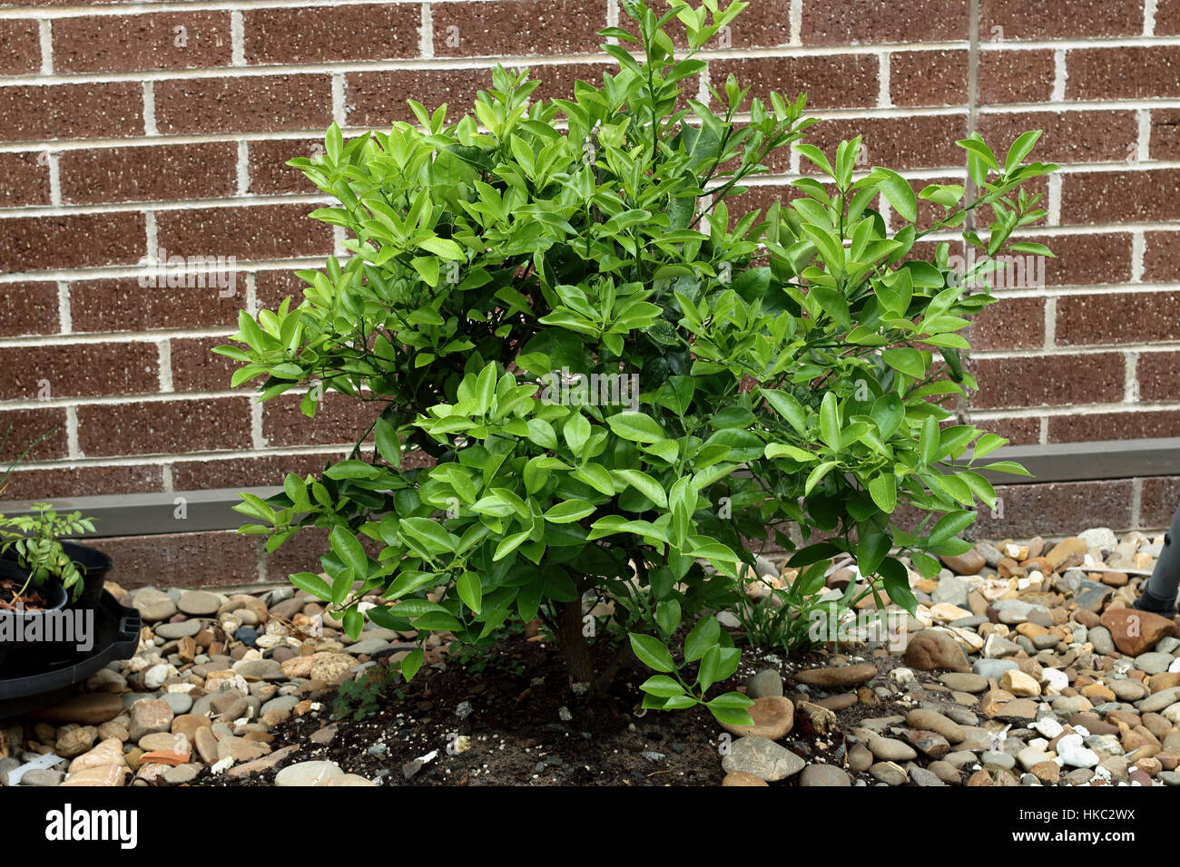 Crescente Calamondin, kumquat, Citrofortunella microcarpa nel terreno Foto Stock