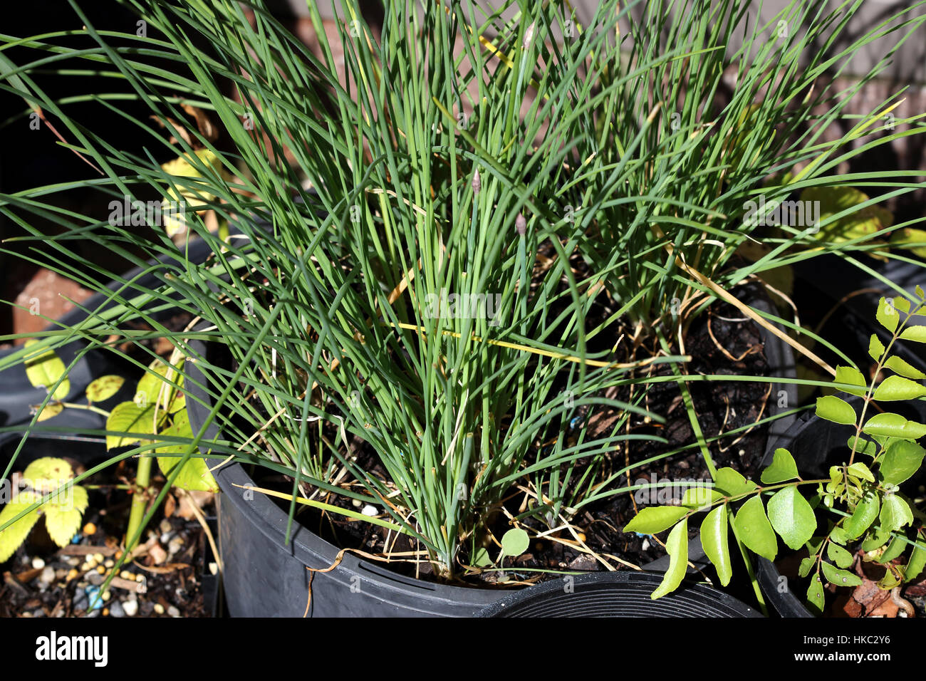 Crescente Allium schoenoprasum o noto come erba cipollina in una pentola Foto Stock