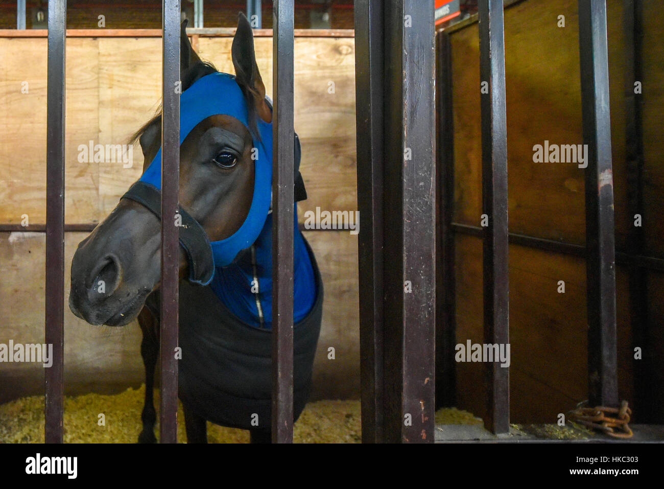 Cavallo coperto con una coperta di blu in una stabile Foto Stock