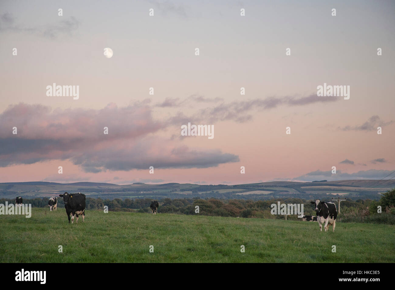Tramonto con luna piena sopra il campo con le mucche in Bilston, Edimburgo, Scozia Foto Stock