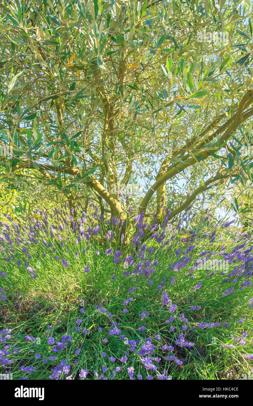 Fiorito di lavanda ai piedi di un albero di olivo in estate (Francia) Foto Stock