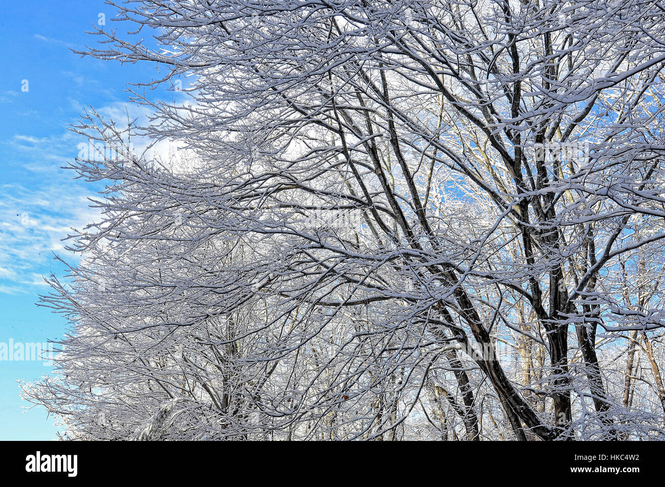Bellissimi pascoli in inverno la neve Foto Stock