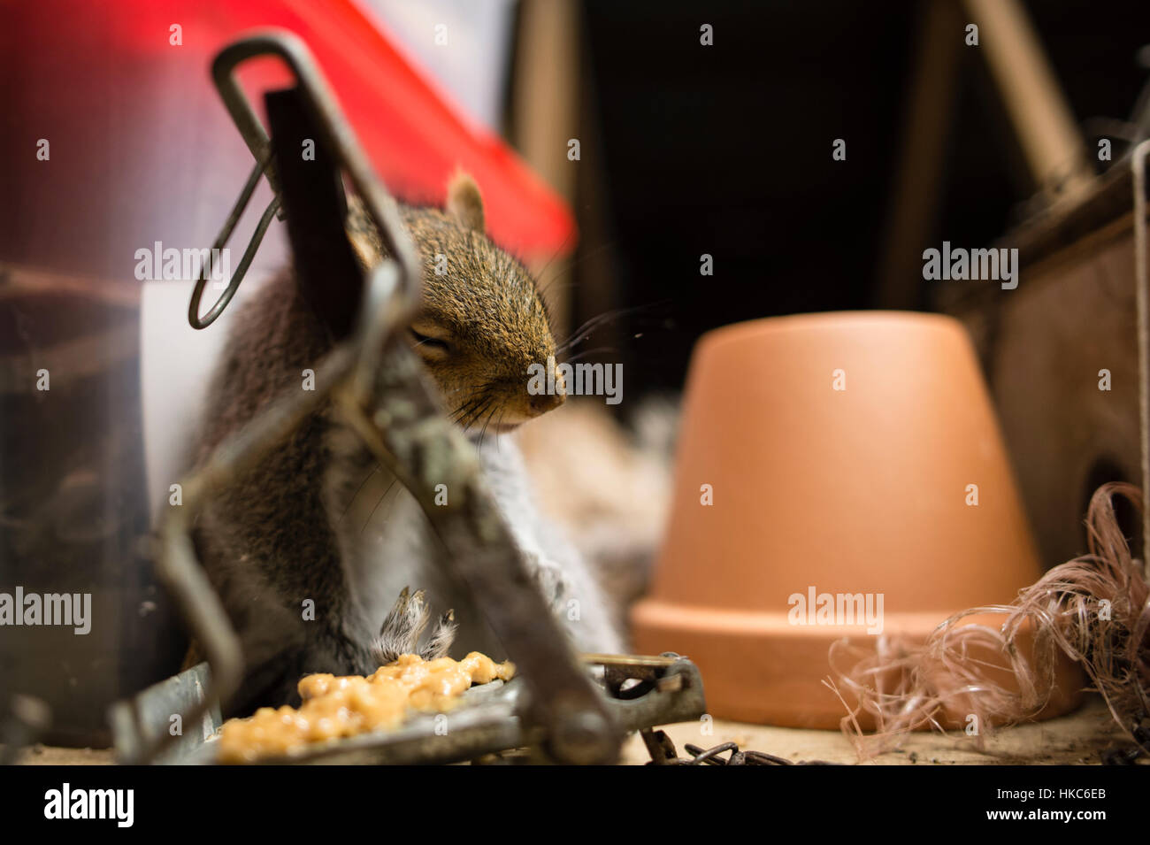 Morto scoiattolo grigio in trappola nell abitazione domestica, Foto Stock