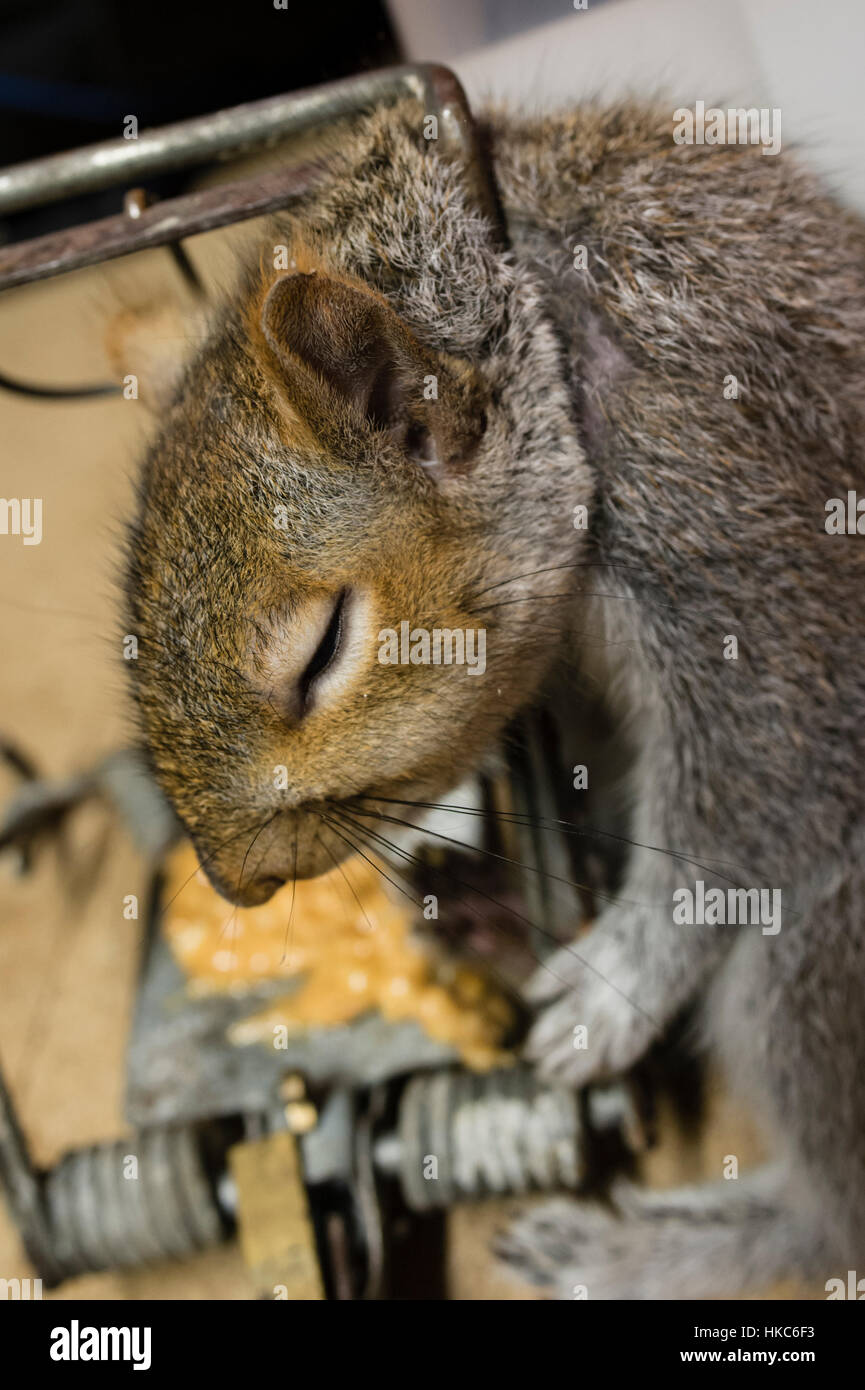 Morto scoiattolo grigio in trappola nell abitazione domestica, Foto Stock