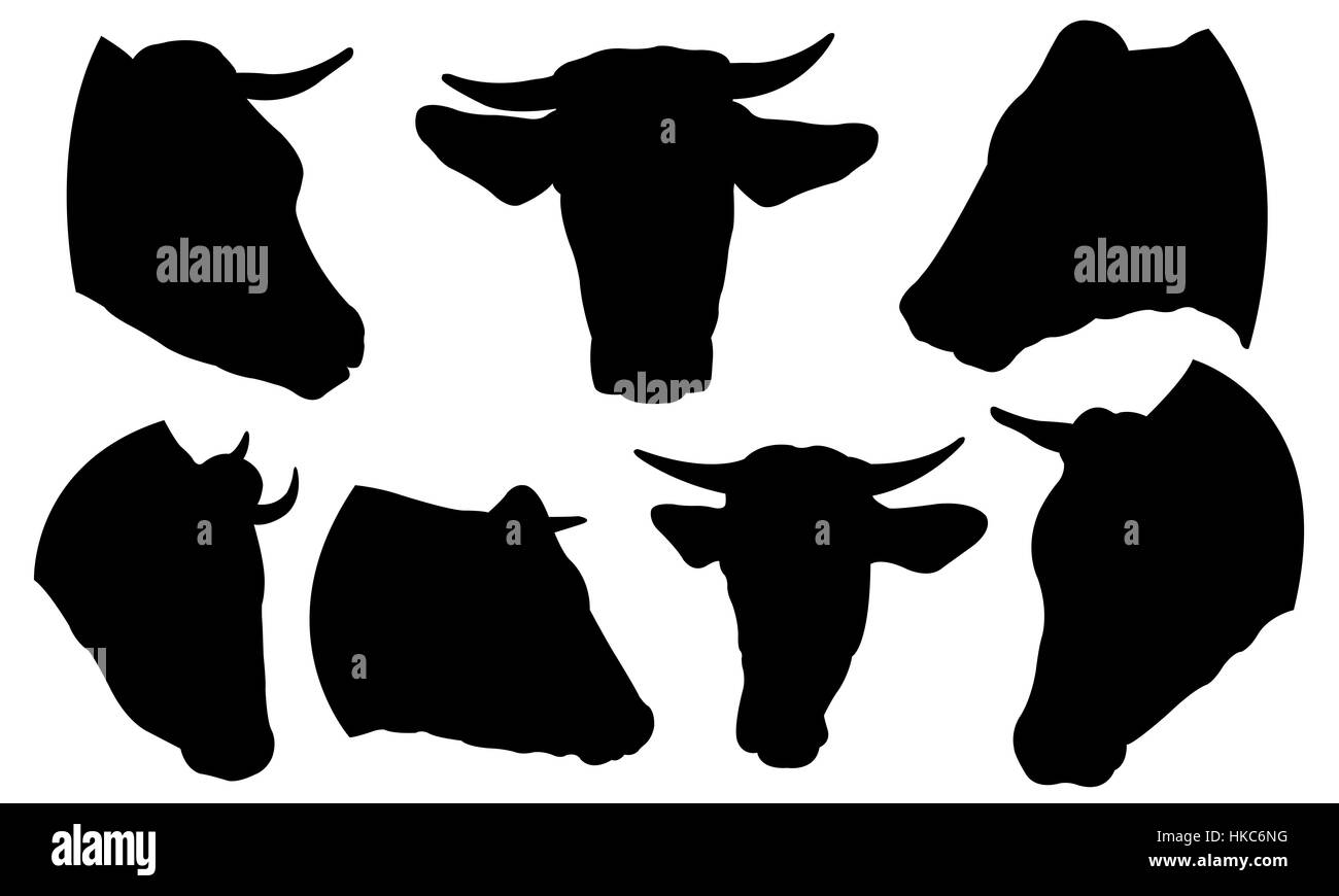 Serie di teste di vacca isolato Foto Stock