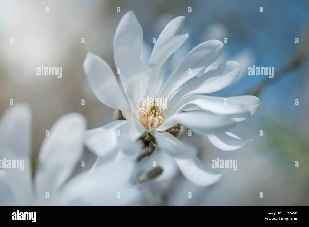 Il bel bianco fiore di primavera di Magnolia stellarta noto anche come la stella magnolia Foto Stock