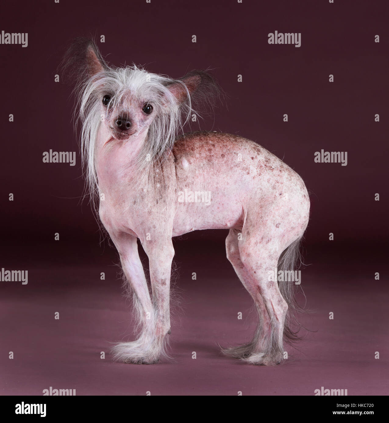 Crested cinese ritratto di cane in studio Foto Stock