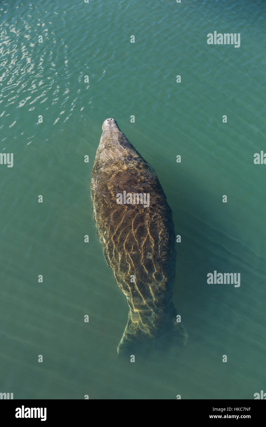 West Indian lamantino (T. m. latirostris) basking appena al di fuori delle molle Homosassa fauna selvatica del Parco Statale, Florida. Foto Stock