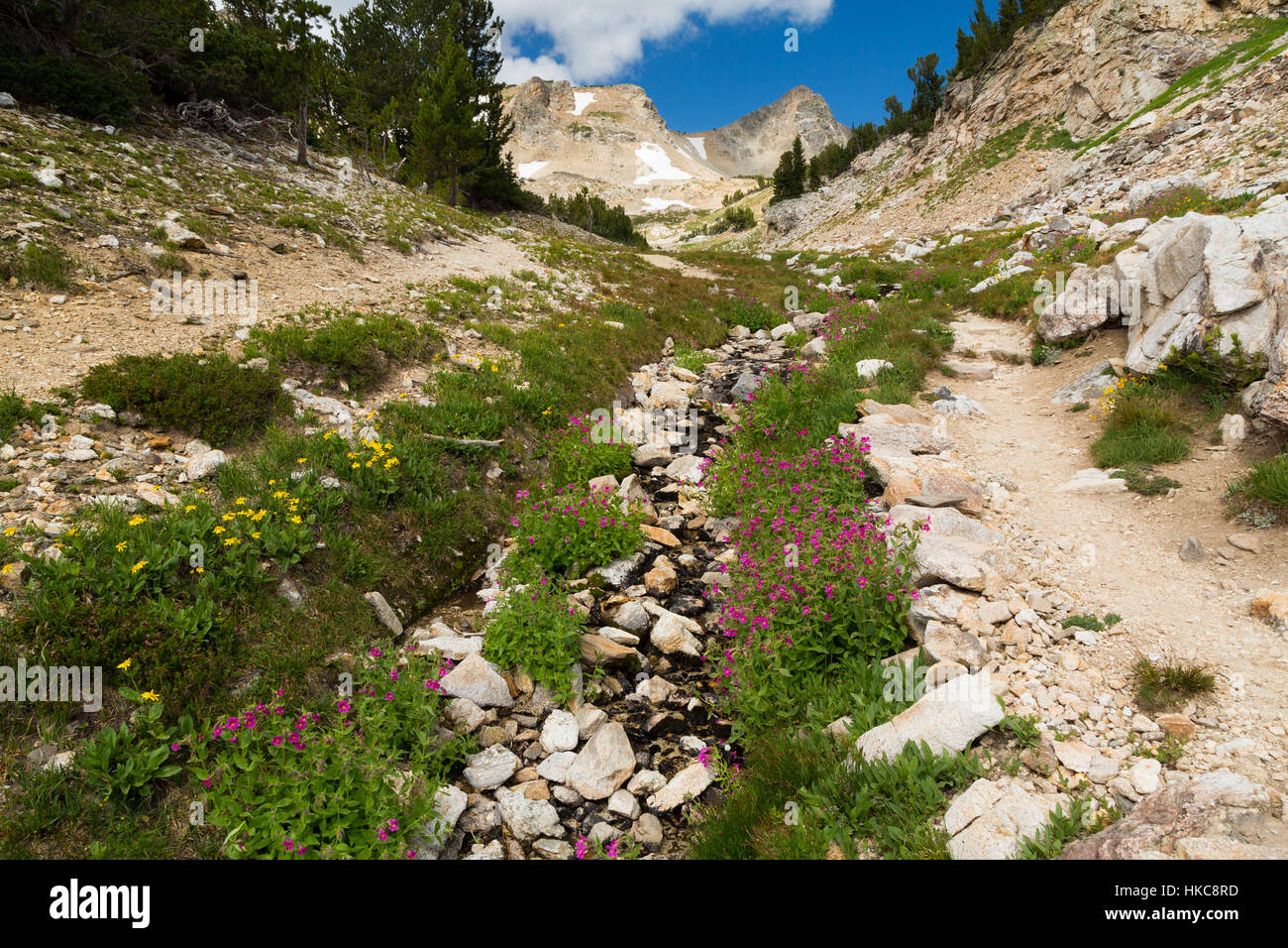 Lewis monkeyflower fodera di fiori di campo una neve del flusso di colata lungo la parte superiore pennello Canyon Trail nel Teton Mountains. Il Parco Nazionale del Grand Teton, Wy Foto Stock