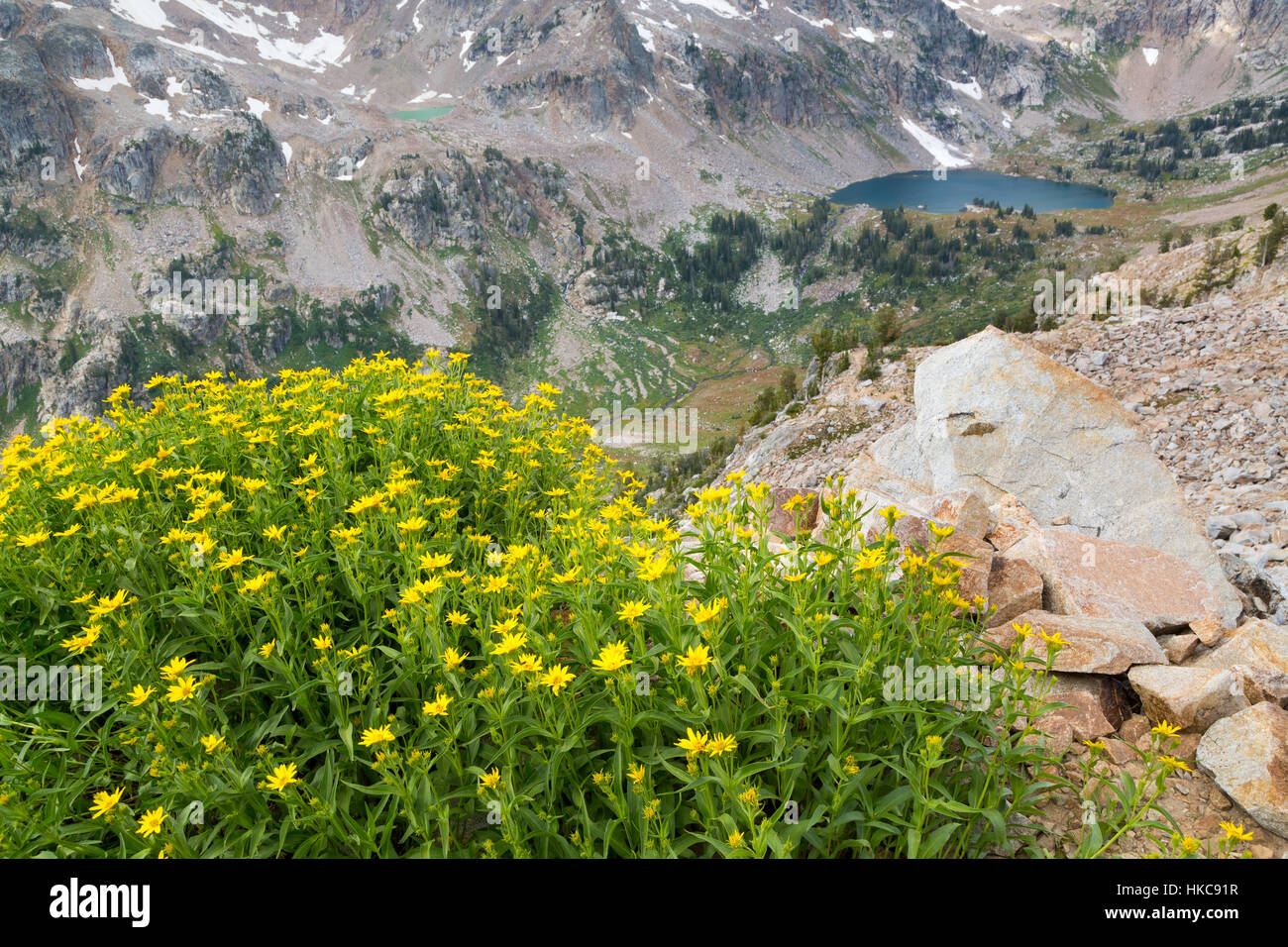 Un fiore fiori selvatici helianthella cresce al di sopra del lago di solitudine e la forcella del nord di Cascade Canyon nel Teton Mountains. Il Parco Nazionale del Grand Teton Foto Stock